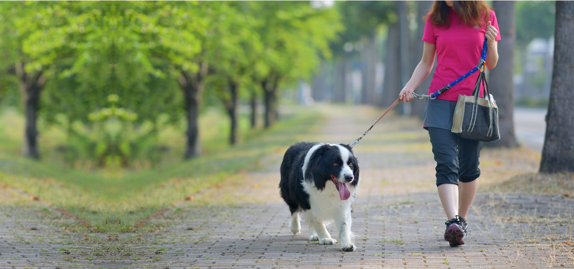 横浜で犬のお散歩代行ペットシッターのDogwalk(ドッグウォーク)